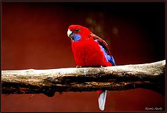 фото "red bird"