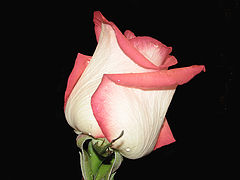 фото "rose"