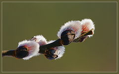 photo "colour of spring"