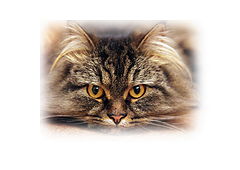 фото "Eyes"