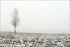 photo "***"