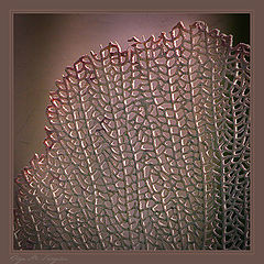 photo "***"