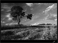 photo "second grass"
