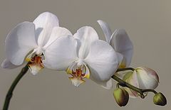 photo "***"
