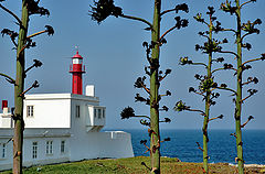 фото "THE LIGHTHOUSE"
