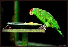фото "diner time"