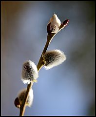 photo "Spring!"