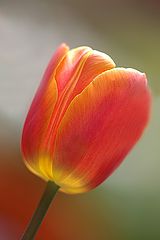 photo "tulip"