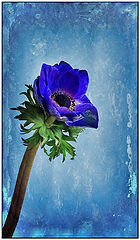 photo "Grand blue ..."