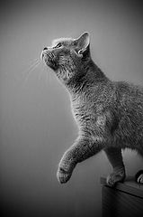 photo "***"