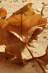 photo "Inside"