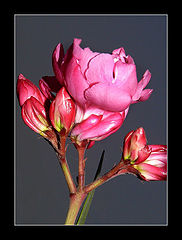 photo "flower 1"