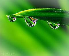 photo "***"