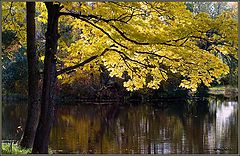 photo "Yellow sun"