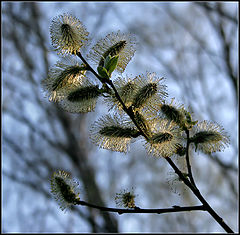 photo "Spring"