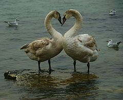 photo "Cordial relations"
