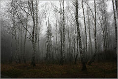 photo "***"