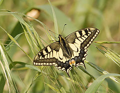 фото "NATURE JEWELL"