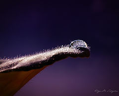 photo "***"