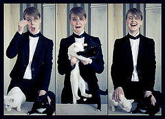 photo "Dreams About Cats"