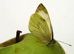 photo "Butterfly on apple"