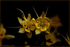 photo "***"