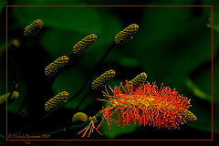 photo "***"