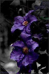 photo "***"