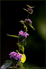 photo "***"