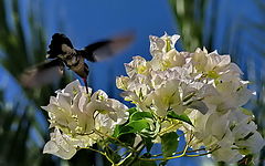 photo "AK"