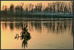 photo "***"
