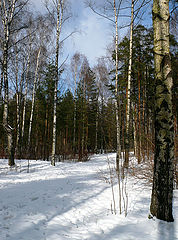 photo "The expectancy of the spring"