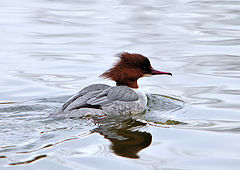 фото "Common Merganser"