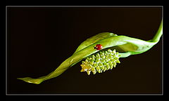 photo "***"