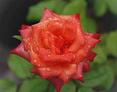 photo "My morning Rose"