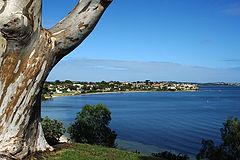 photo "A tree enjoying the view"