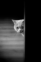 photo "Hide and seek"