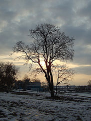 photo "Miserly sun, March"