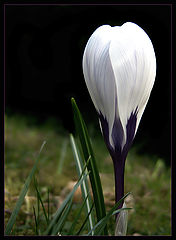 фото "Grazie"