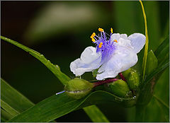 фото "Tradescantia"