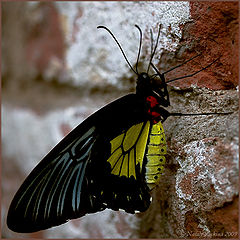 photo "***"