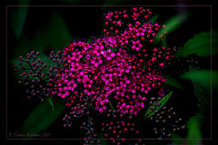 photo "***"