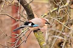 фото "Eurasian Jay"