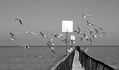 photo "***"