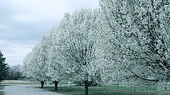 фото "A Days White"