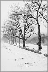 photo "snow cover     v1.1"