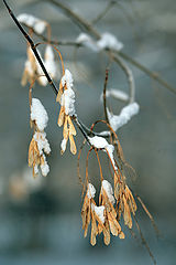 photo "***"