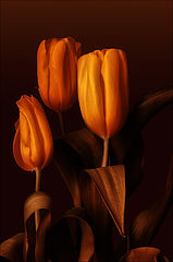 photo "***"