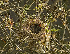 фото "THE NEST"
