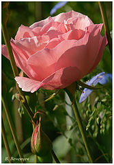 фото "Роза"